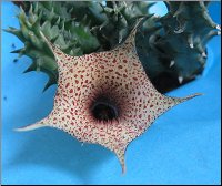 Huernia hislopii ssp robusta